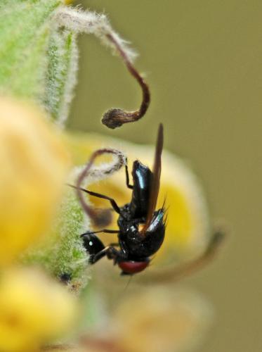 Silba fumosa